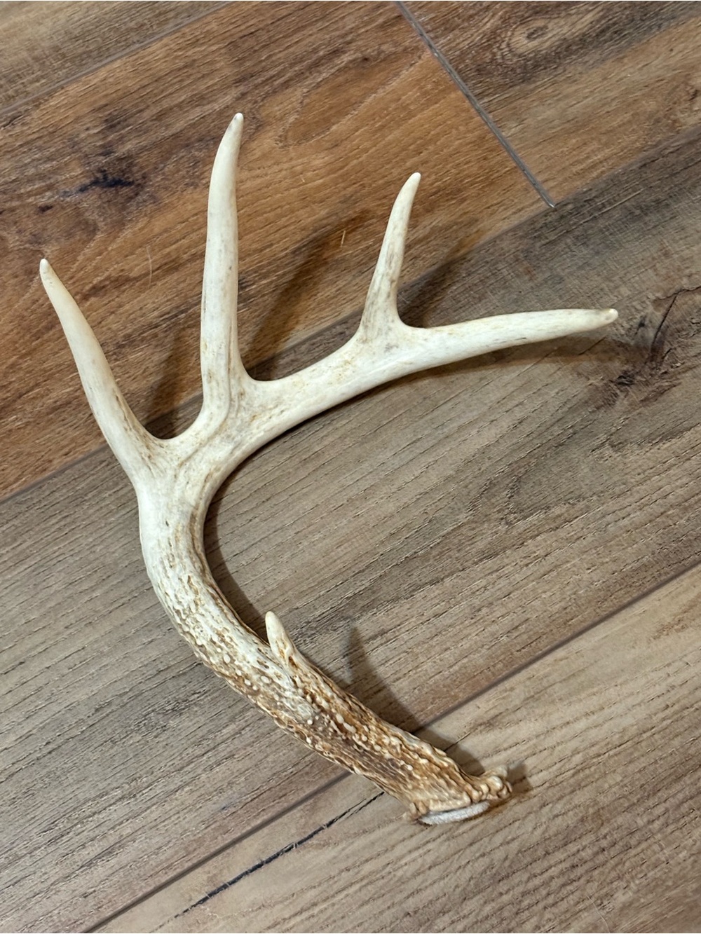 Naturally Shed Whitetail Deer Antler- Rustic Home  Decor